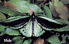 Birdwing Butterfly male