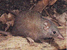 Yellow-footed antechinus