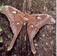 Atlas Moth