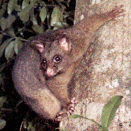 Coppery Brushtail Possum