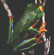 Dainty Green Tree Frog