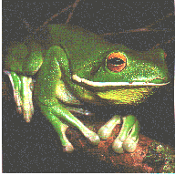 Giant Tree Frog