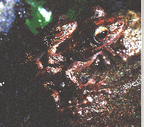 Green Eyed Tree Frog