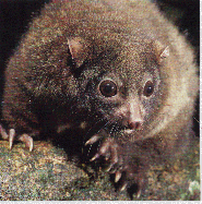 Lemuroid Possum