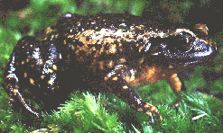 Nursery Frog #2 (Sphenophryne Robusta)