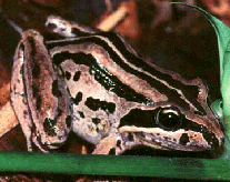 Stripe Marsh Frog