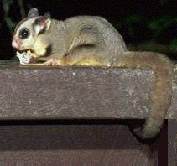 Sugar Glider