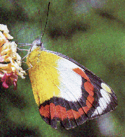 Union Jack Butterfly