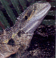 Eastern Water Dragon